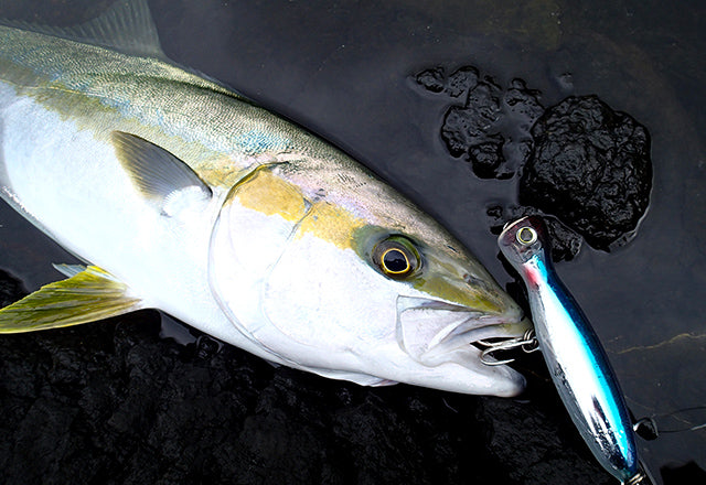 Yo-Zuri Mag Popper Lures
