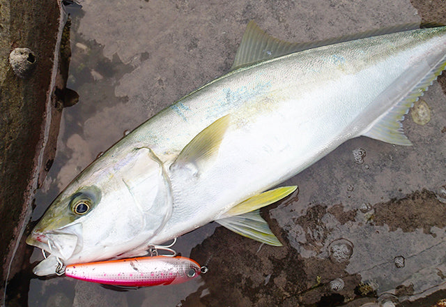 Yo-Zuri Mag Dive Floating Stickbaits