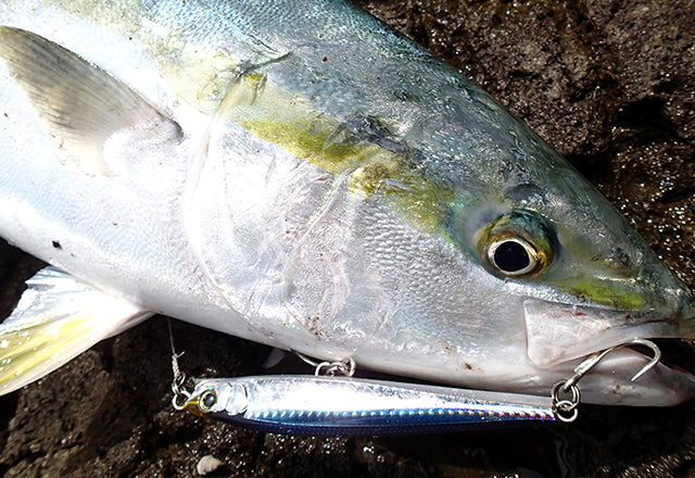Yo-Zuri Hydro Monster Shot Casting Lures