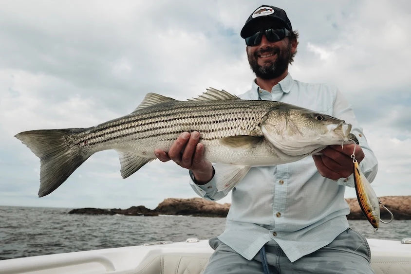 Striped bass caught on a Nomad Design MadScad Auto Tune stickbait