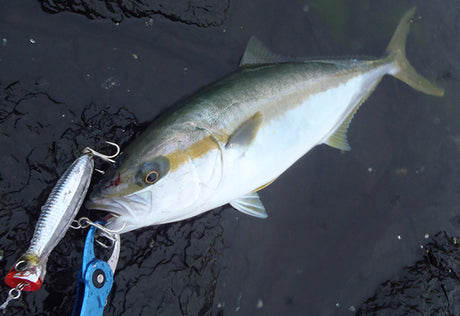 Yo-Zuri Mag Popper Lures