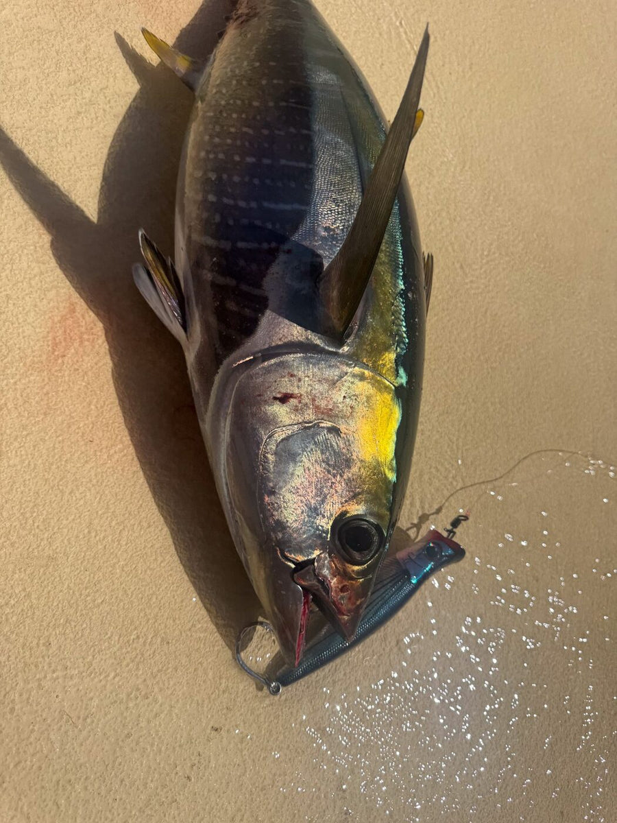 Yellowfin tuna on the deck with a Small Lure Company Mikros-Pop popper in its mouth