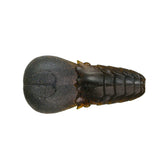 Issei AK Punch Flat 4" soft craw bait in #07 Green Pumpkin