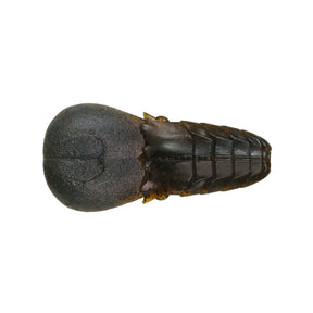 Issei AK Punch Flat 4" soft craw bait in #07 Green Pumpkin