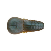 Issei AK Punch Flat 4" soft craw bait in #69 Kuishiburi Pumpkin