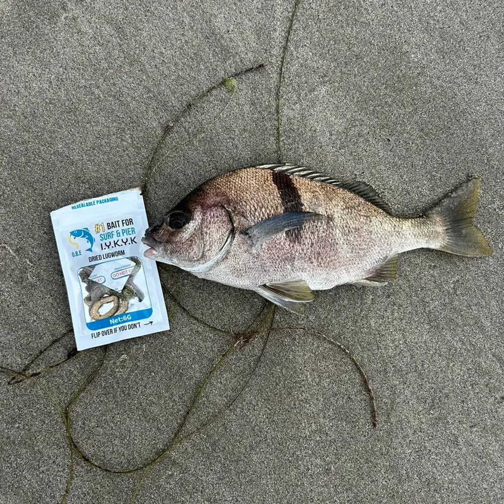 OBE Dried Lug Worms Surf Bait