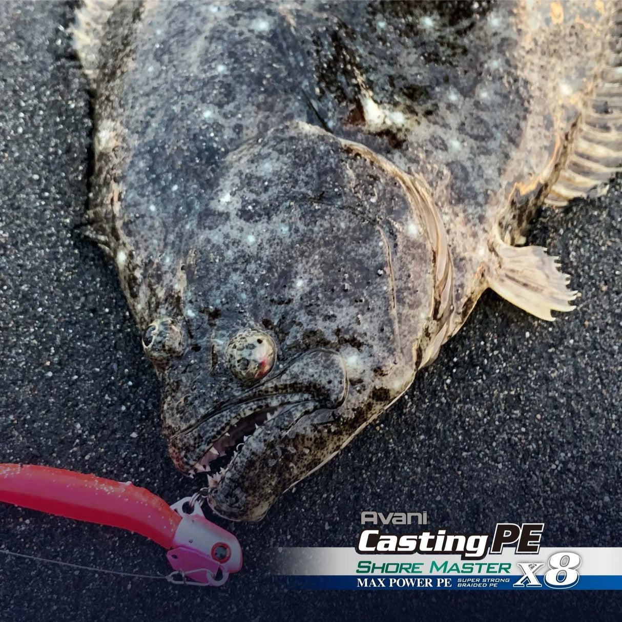 Flatfish landed from the beach on Varivas Avani Casting PE X8 Shore Master braid