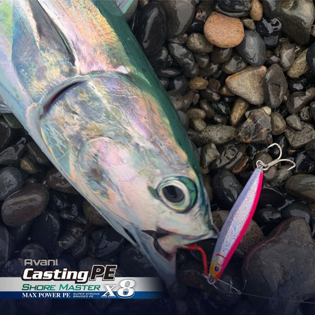 Pelagic fish caught from shore on Varivas Avani Casting PE X8 Shore Master braid