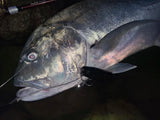 Amberjack landed on a plug fitted with Yamai Suteki Yuu Ringed Treble Hooks