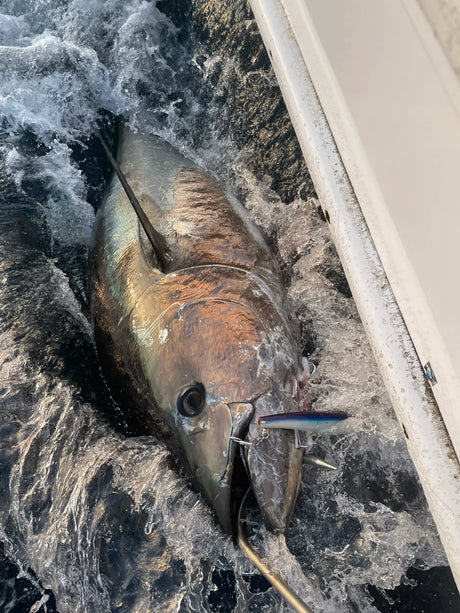 Tuna caught on a plug rigged with Yamai Suteki Yuu Ringed Treble Hooks