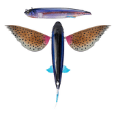 Nomad Design Slipstream Flying Fish Lures